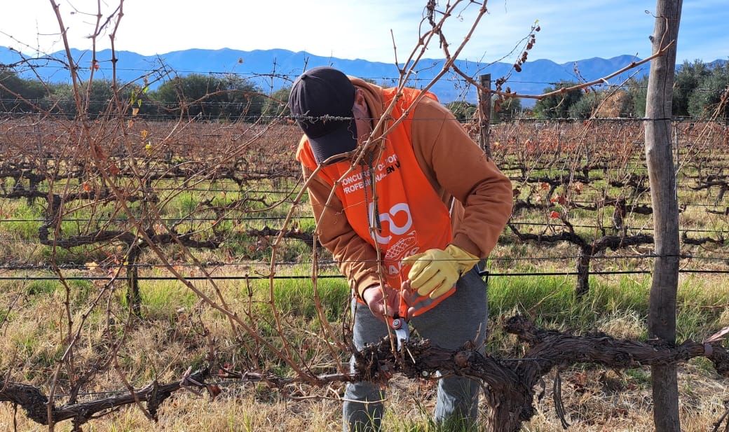 CONCURSO DE PODA EN VID EN SALTA