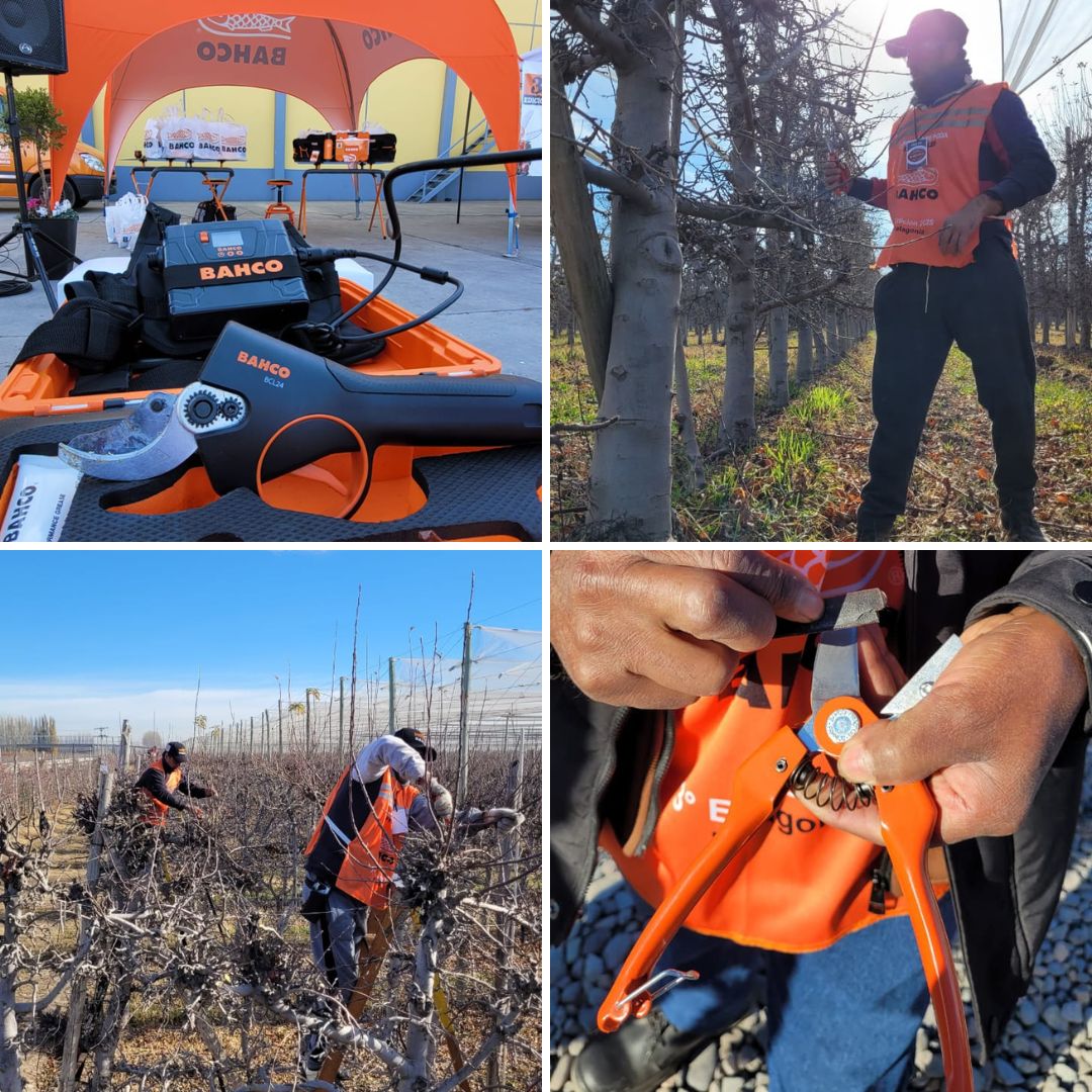 CONCURSO DE PODA EN FRUTALES - PATAGONIA